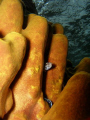   Juvenile spotted eel playing hide seek.Taken while freediving west coast St Vincent. Olympus C7070 internal flash seek. seek free-diving free diving Vincent  